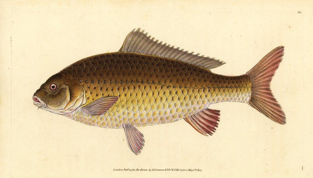 Divoký kapr obecný, Cyprinus carpio. Zranitelný. Ručně kolorovaný mědiryt nakreslený a rytý Edwardem Donovanem z jeho Natural History of British Fishes, Donovan a F.C. a J. Rivington, Londýn od Edward Donovan