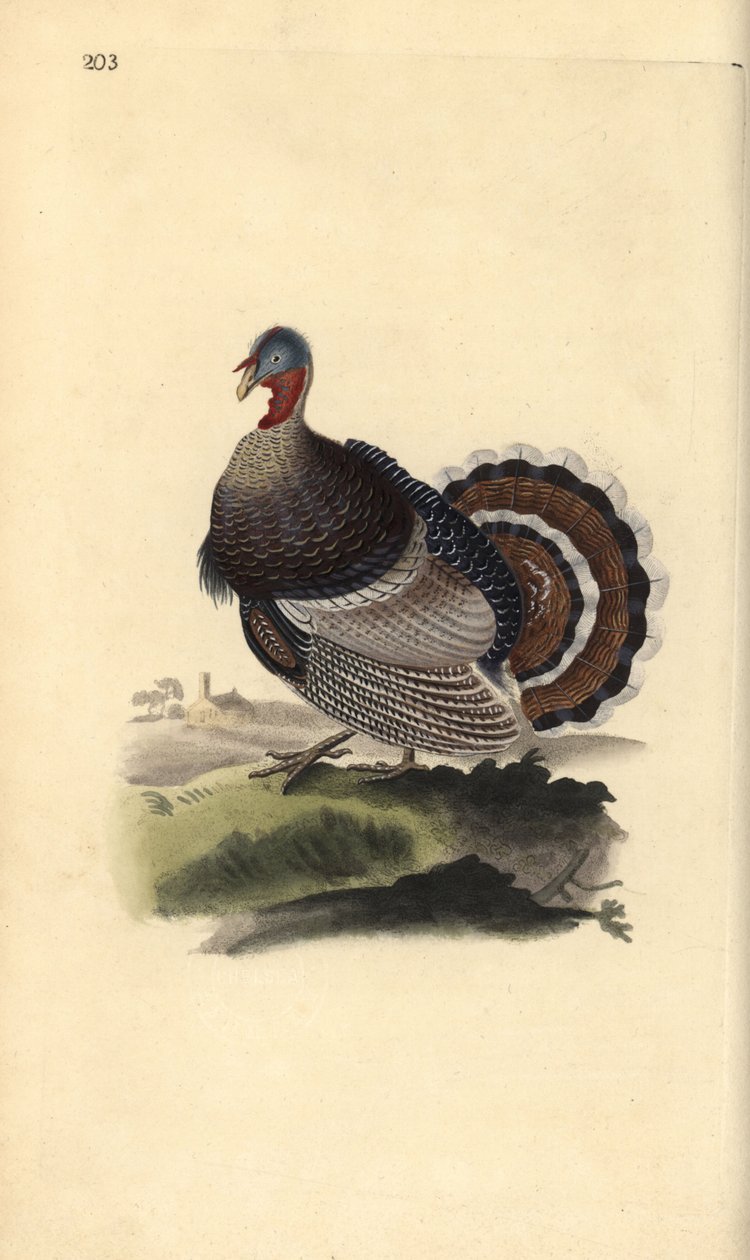 Divoký krocan, Meleagris gallopavo. Ručně kolorovaný mědiryt nakreslený a rytý Edwardem Donovanem z jeho vlastní „Přírodopisné historie britských ptáků“, Londýn od Edward Donovan