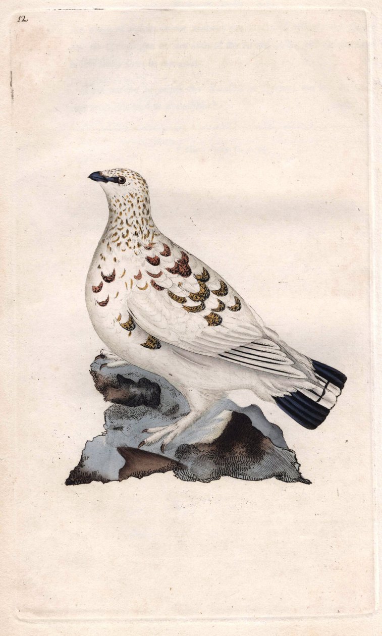 Vrba Pagopede. Lagopus lagopus (Tetrao lagopus). Mědirytina Edwarda Donovana (1768-1837), publikovaná v Histoire naturelle des oiseaux britanniques, Londýn od Edward Donovan