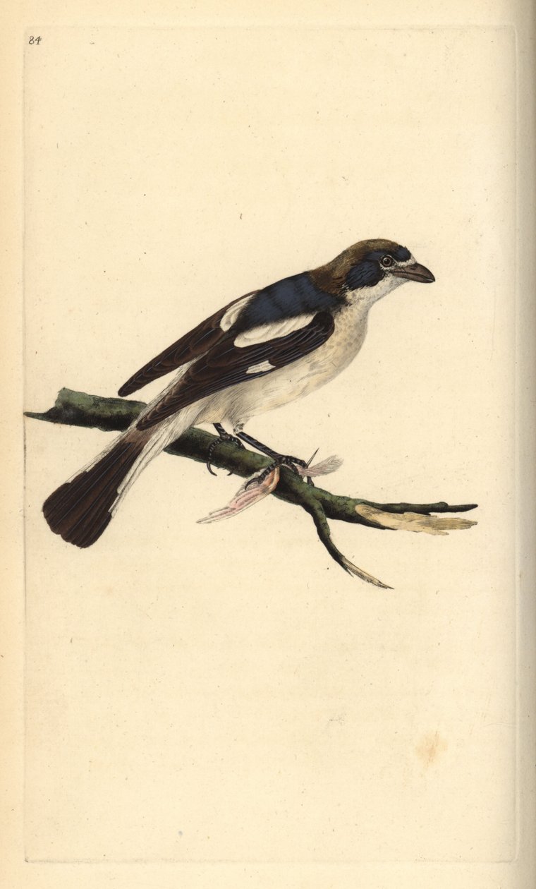 ťuhýk obecný, Lanius senator. Ručně kolorovaná mědirytina, kterou nakreslil a vyryl Edward Donovan podle své vlastní "Natural History of British Birds", Londýn. od Edward Donovan