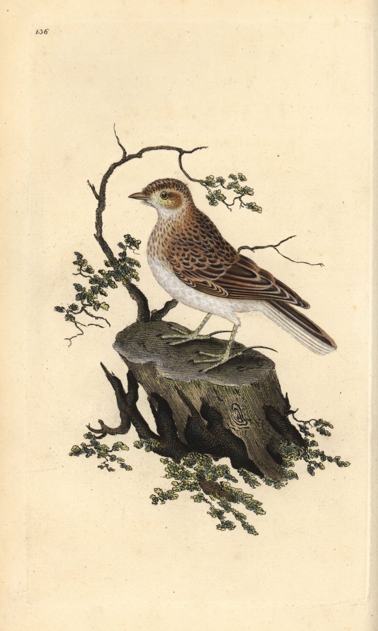 Skřivan lesní, Lullula arborea. Ručně kolorovaná mědirytina, kterou nakreslil a vyryl Edward Donovan podle své vlastní "Natural History of British Birds", Londýn. od Edward Donovan