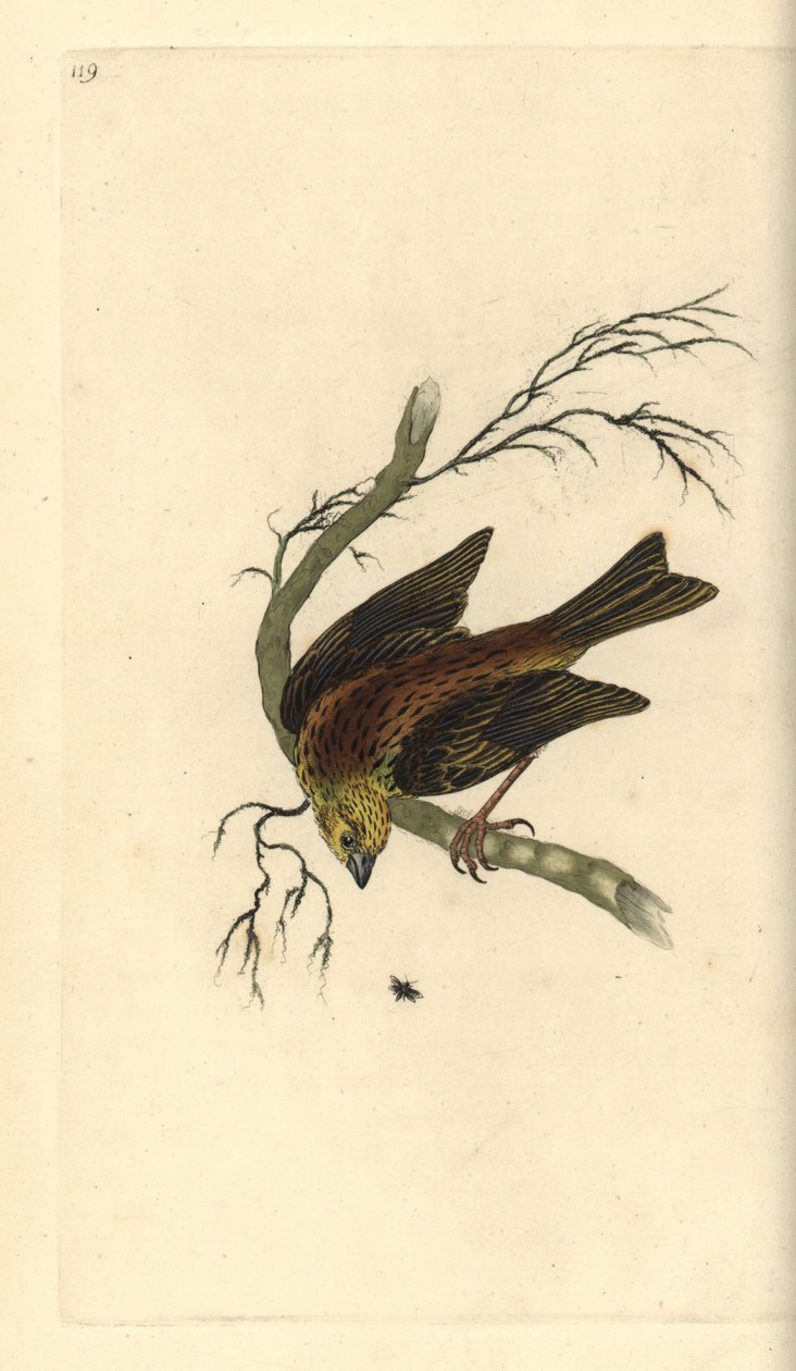 Yellowhammer, Emberiza citrinella. Ručně kolorovaný mědiryt nakreslený a rytý Edwardem Donovanem z jeho vlastní „Přírodopisné historie britských ptáků“, Londýn od Edward Donovan