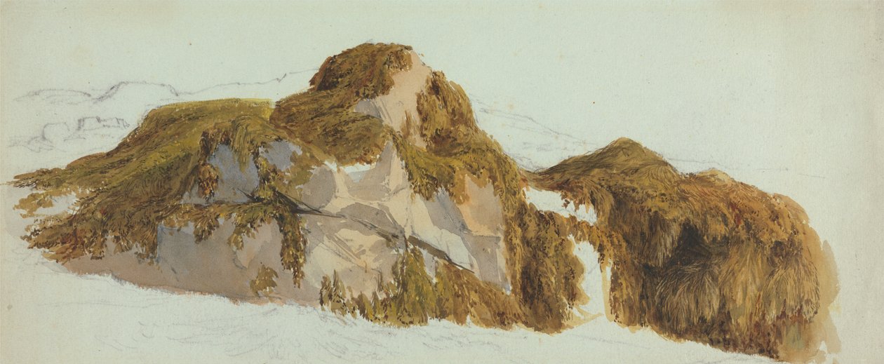 Studium hornin pokrytých mořskými řasami od Edward Duncan