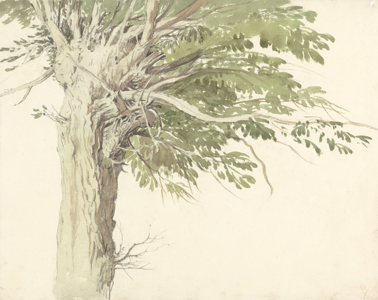 Studie Pollarded Tree - vrba od Edward Duncan