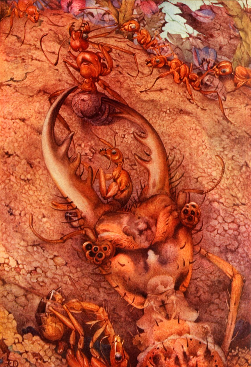 The Ant Lion, 1914. DELETE - autor chráněný autorským právem od Edward Julius Detmold