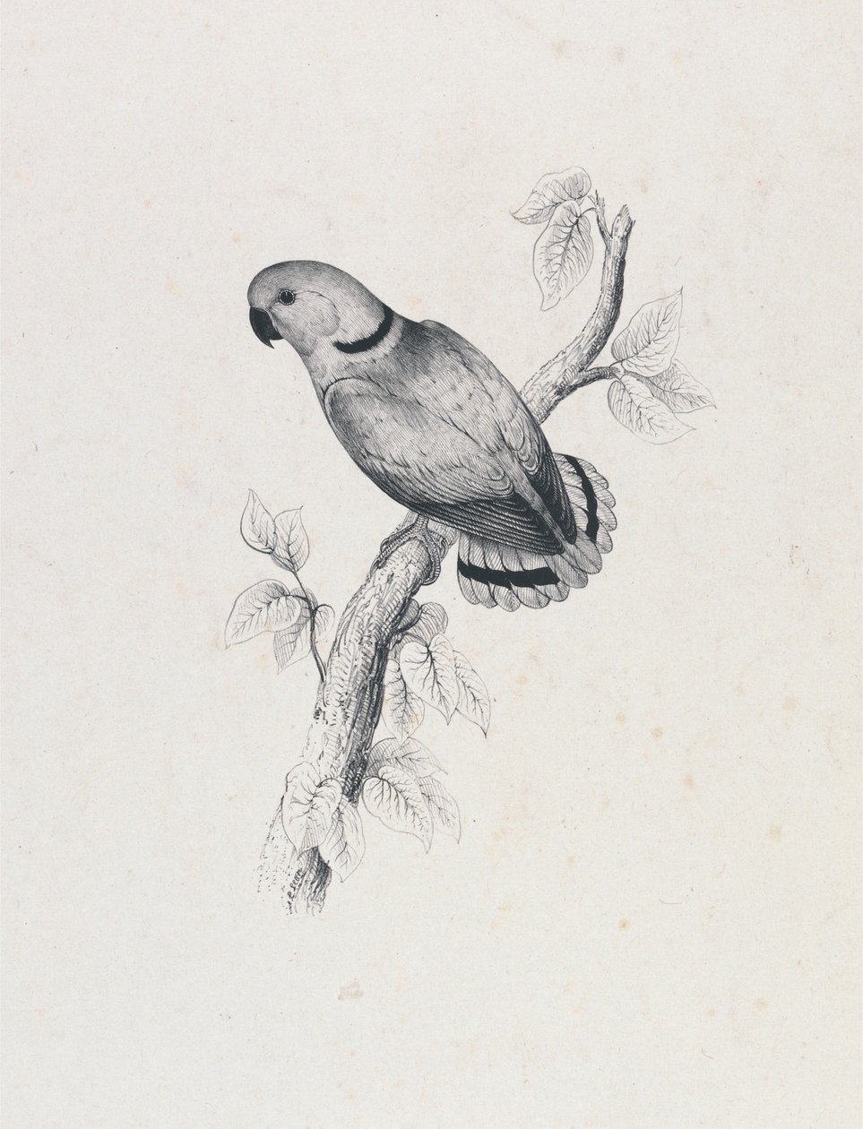 (Swindernův papoušek) (obrázek 42) od Edward Lear