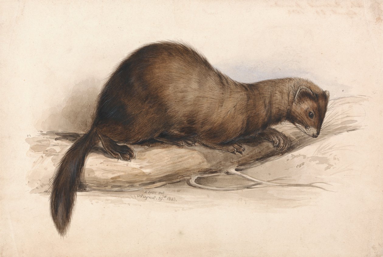 Lasice od Edward Lear