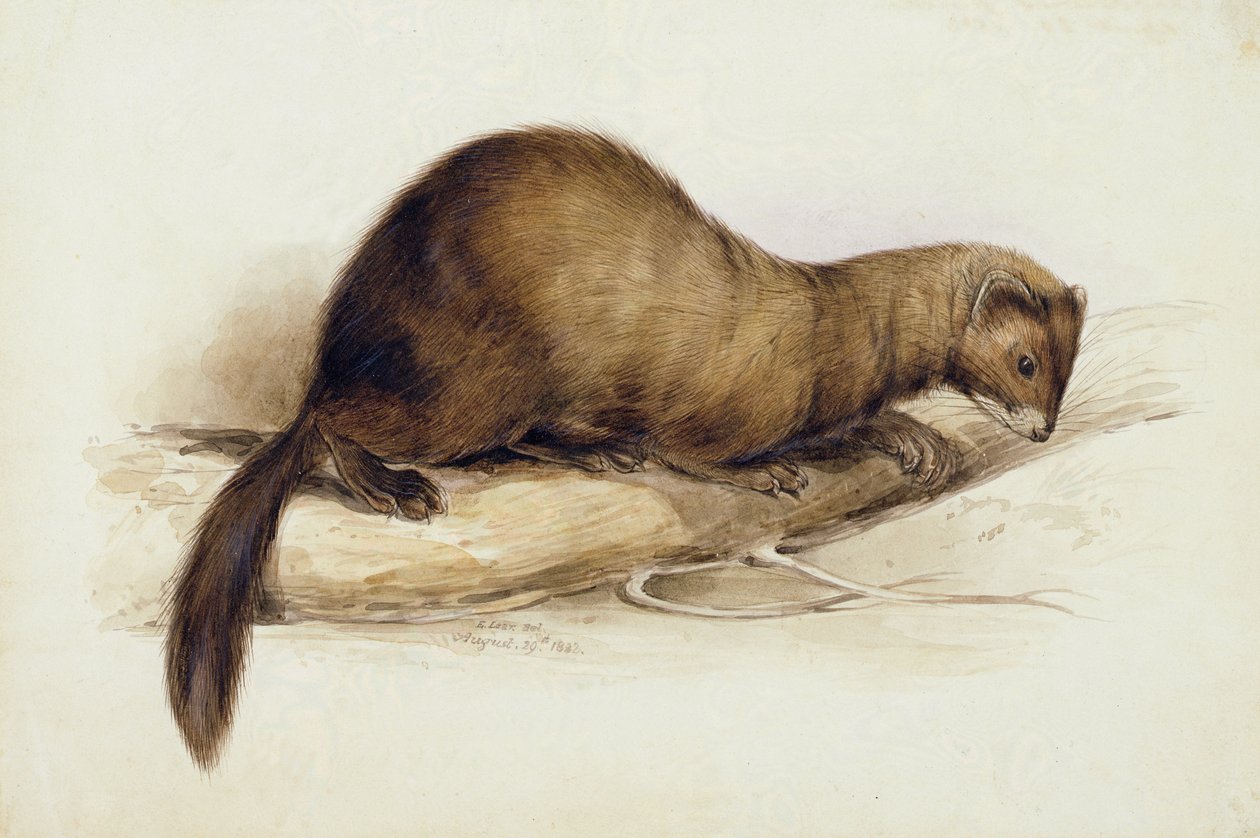 Weasel od Edward Lear