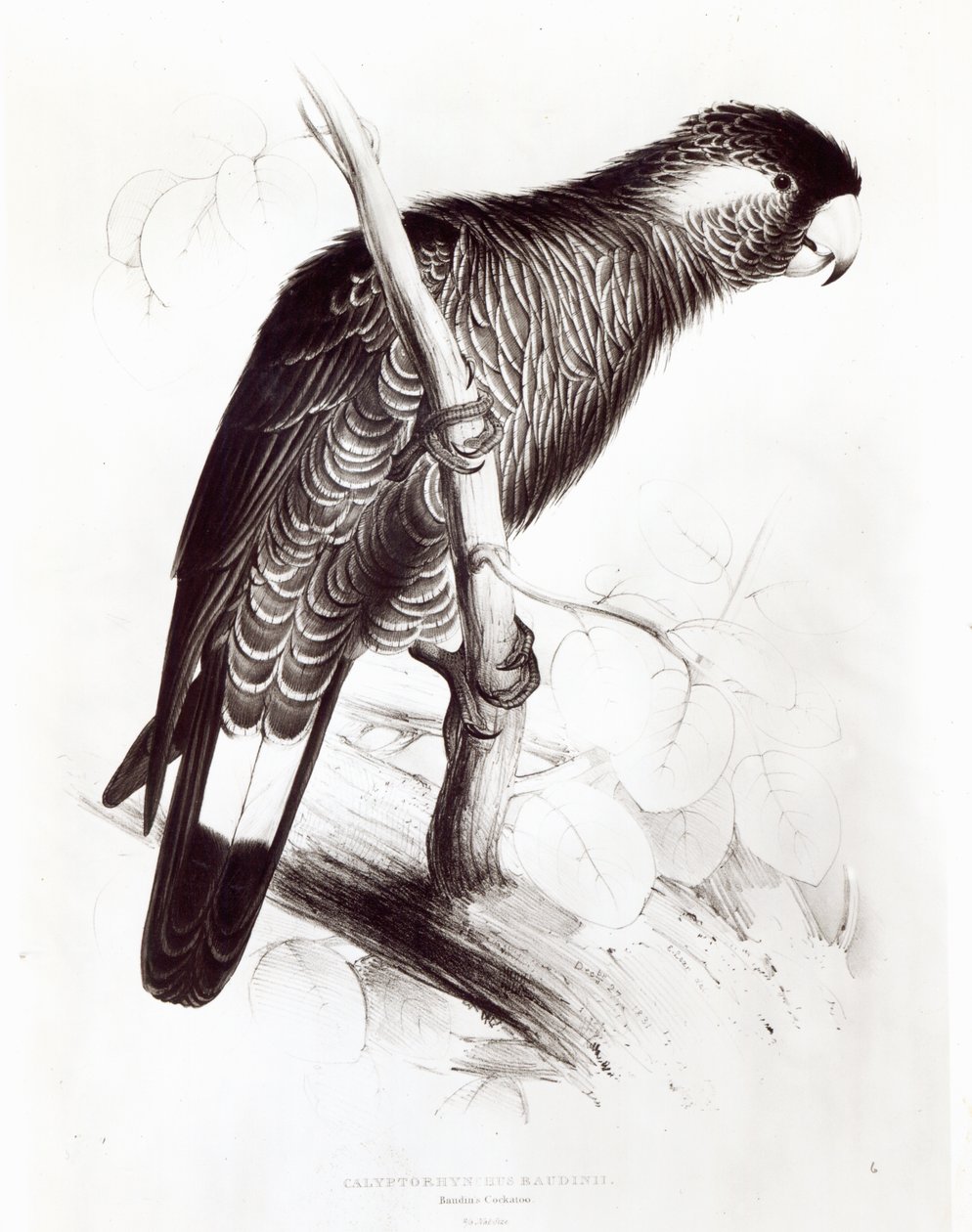 Calyptorhynchus Baudinii, nebo Baudinův kakadu, 1832 (litho) (černobílá fotografie) od Edward Lear