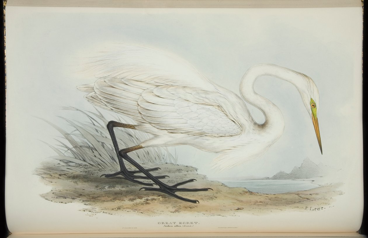 Volavka velká, z „The Birds of Europe“ od Johna Goulda od Edward Lear