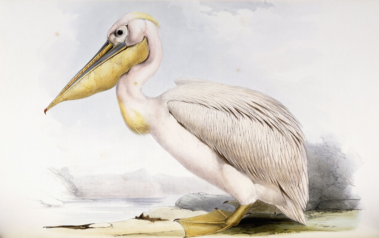 Velký bílý pelikán od Edward Lear