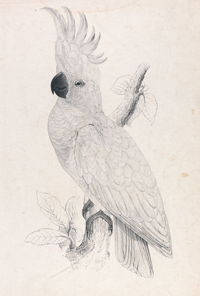 Kakadu malý (obrázek 4) od Edward Lear