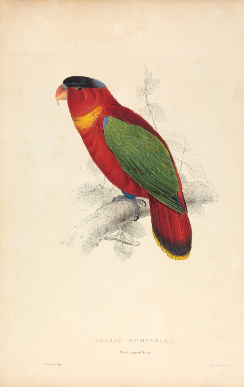 Lorius Domicella / Loris černohlavý (obrázek 37) od Edward Lear