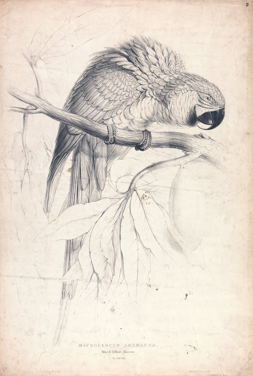 Macrocerus Ararauna / Ara modrožlutá / 2/3 skutečné velikosti (obrázek 8) od Edward Lear