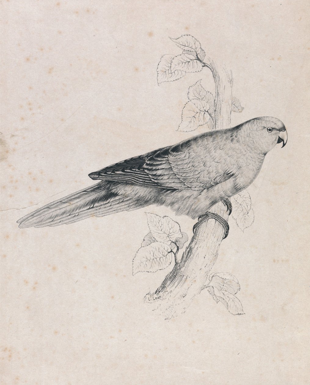 Papoušek tichomořský (obrázek 26) od Edward Lear