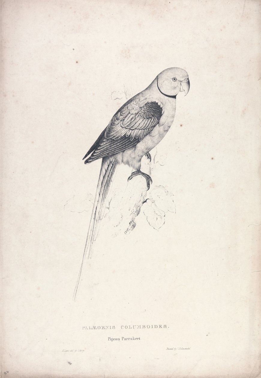 Palaeornia Columbiodes / holubí papoušek (tabulka 31) od Edward Lear