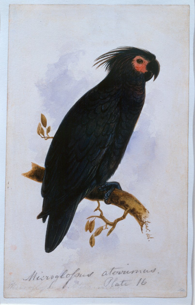 Papoušek: Talíř 16 (wc) od Edward Lear