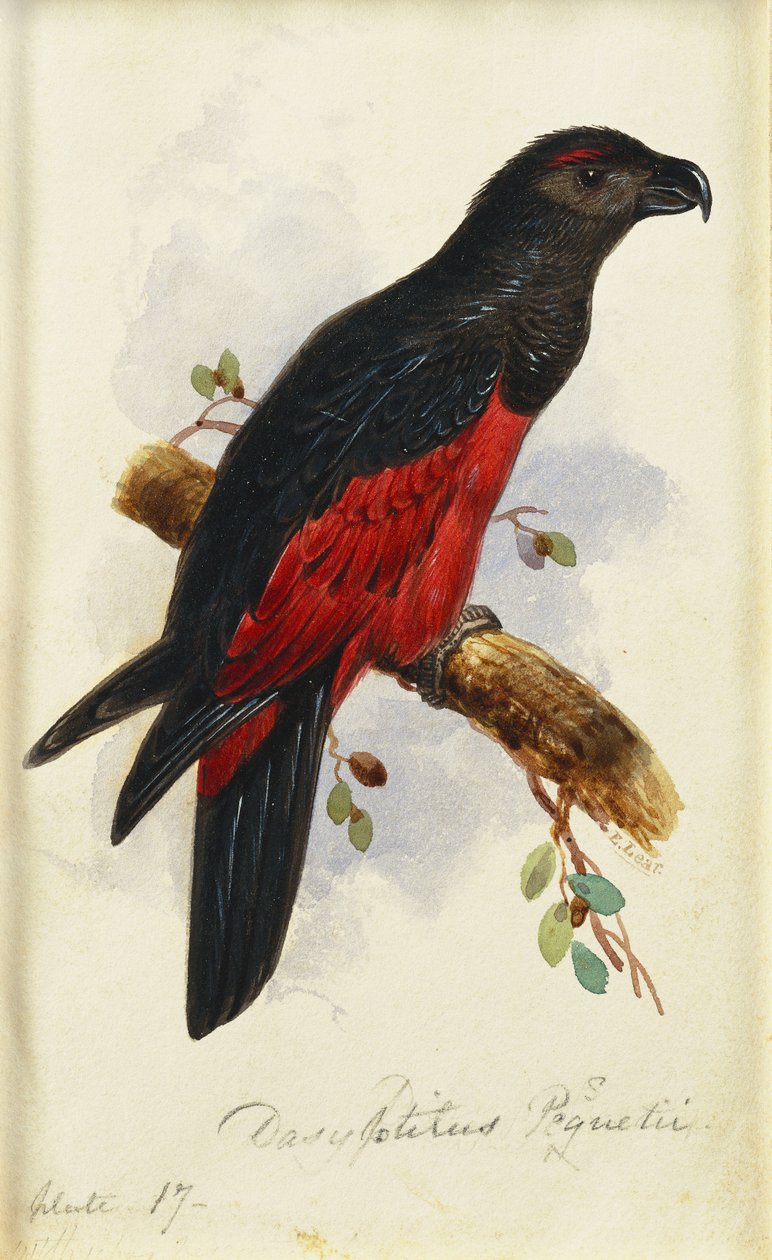 Pesquetův Dasyptilus od Edward Lear