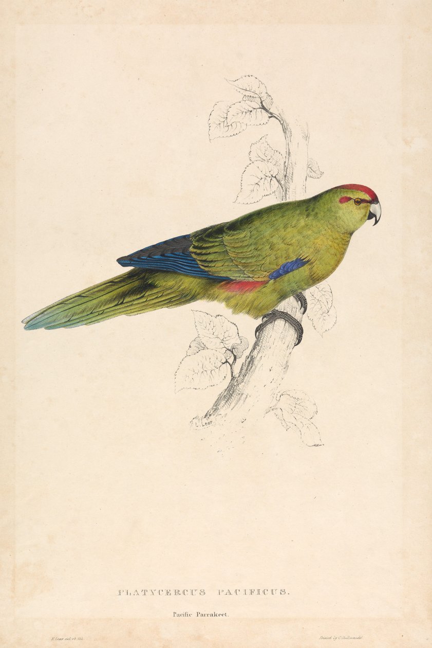 Platycercus pacificus / papoušek tichomořský (obrázek 26) od Edward Lear