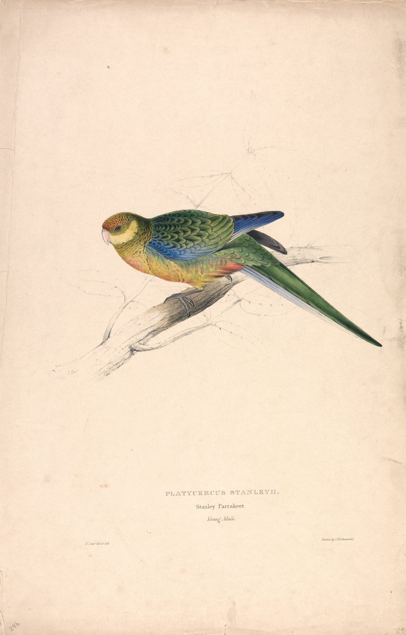 Platycercus Stanley II / papoušek Stanley (mladý samec) (obrázek 24) od Edward Lear