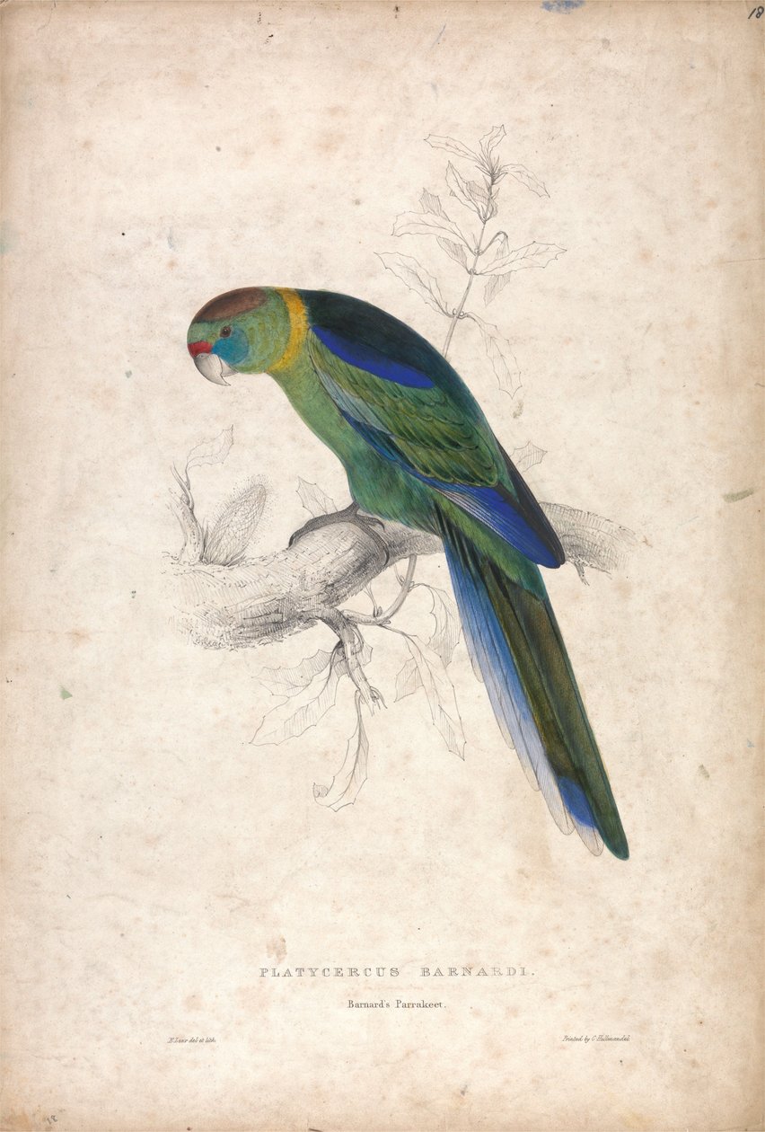 Platycerus Barnardi / Barnardův papoušek (obrázek 18) od Edward Lear