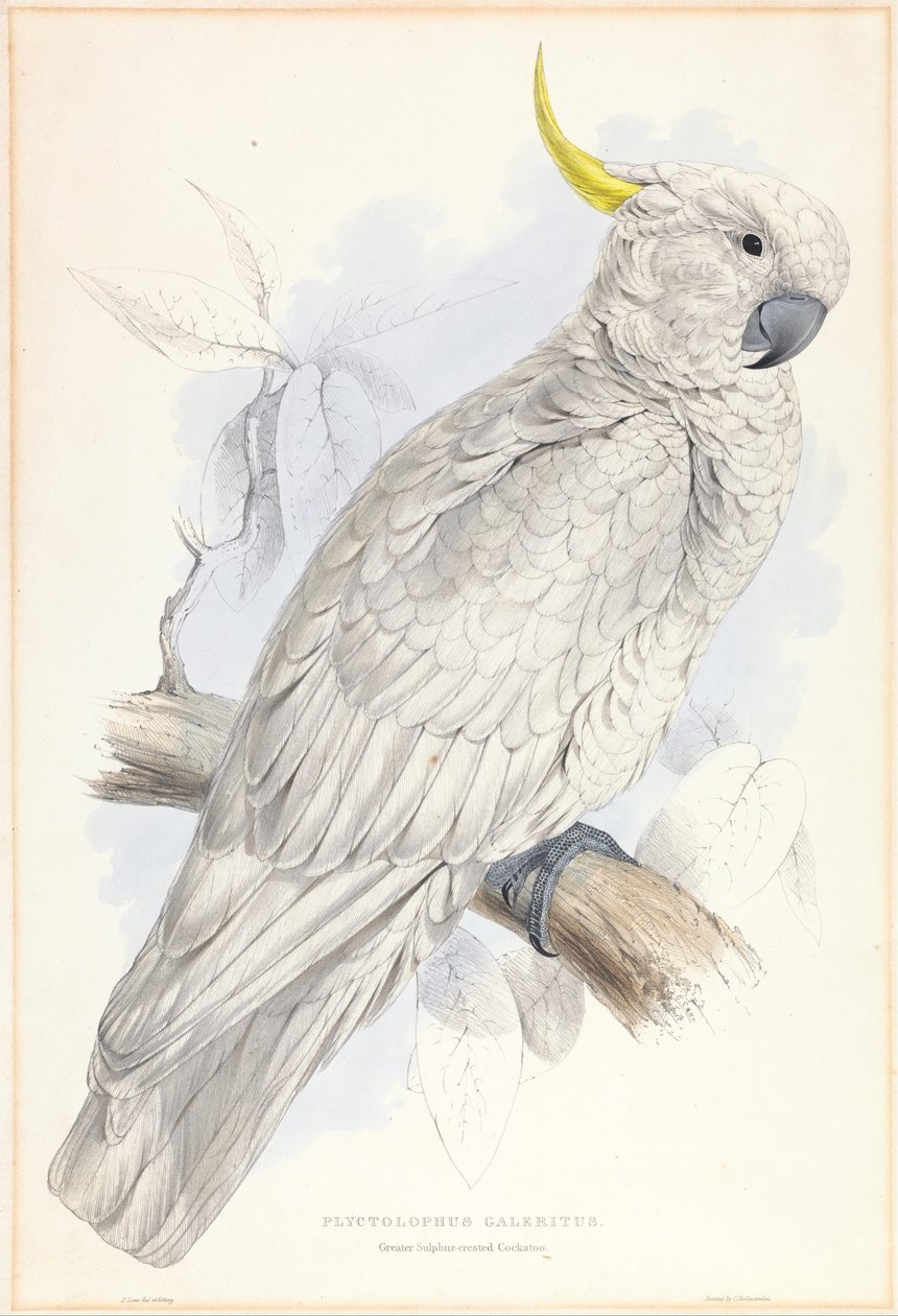 Plyctolophus Galeritus. Kakadu velký. od Edward Lear