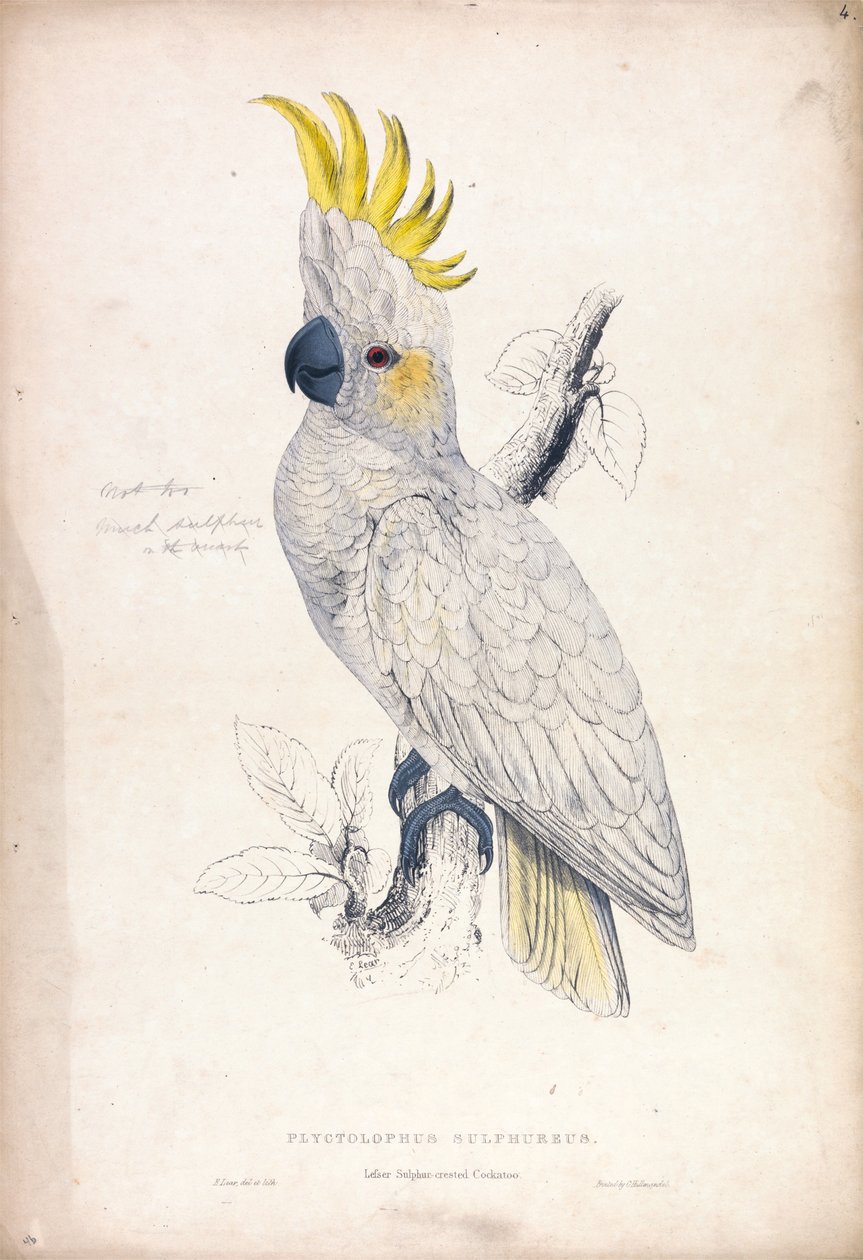 Plyctolophus sulphureus / Kakadu malý žlutohřbetý (obrázek 4) od Edward Lear