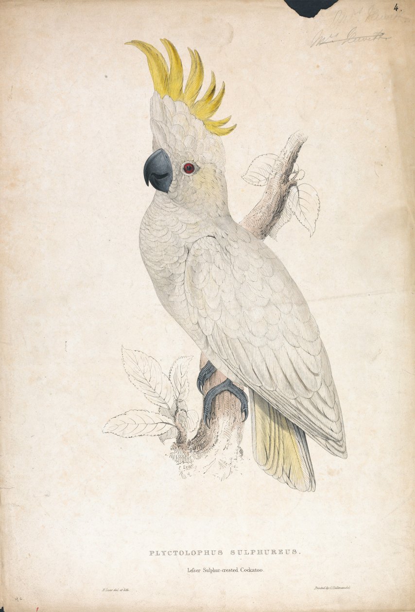 Plyctophus sulphureus / Kakadu malý žlutohřbetý (obrázek 4) od Edward Lear