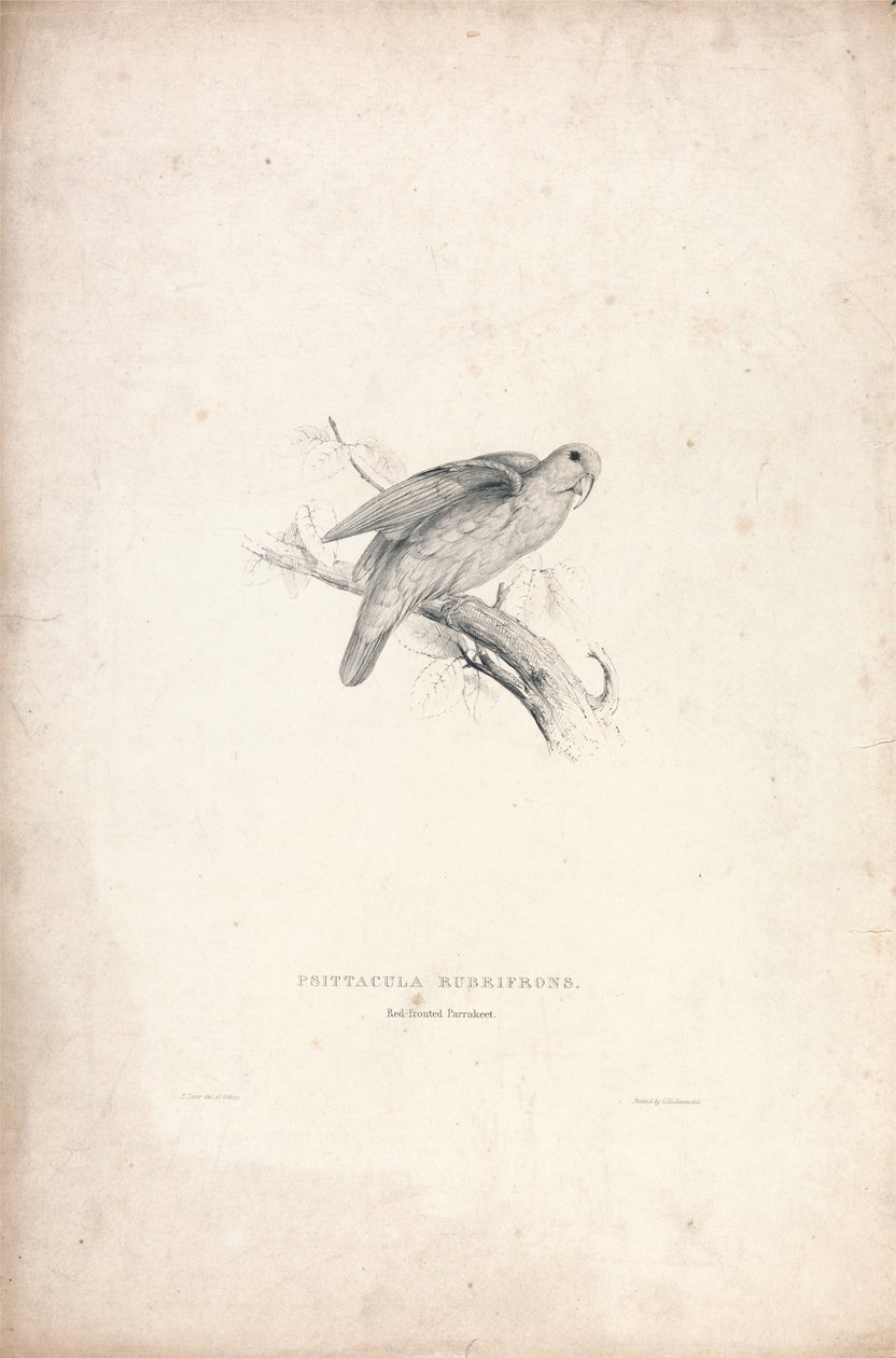Psittacula rubrifrons / Papoušek červenolící (obrázek 41) od Edward Lear