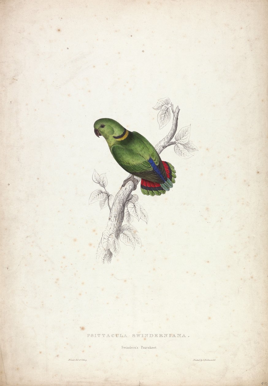 Psittacula swinderniana. Swindernův papoušek od Edward Lear