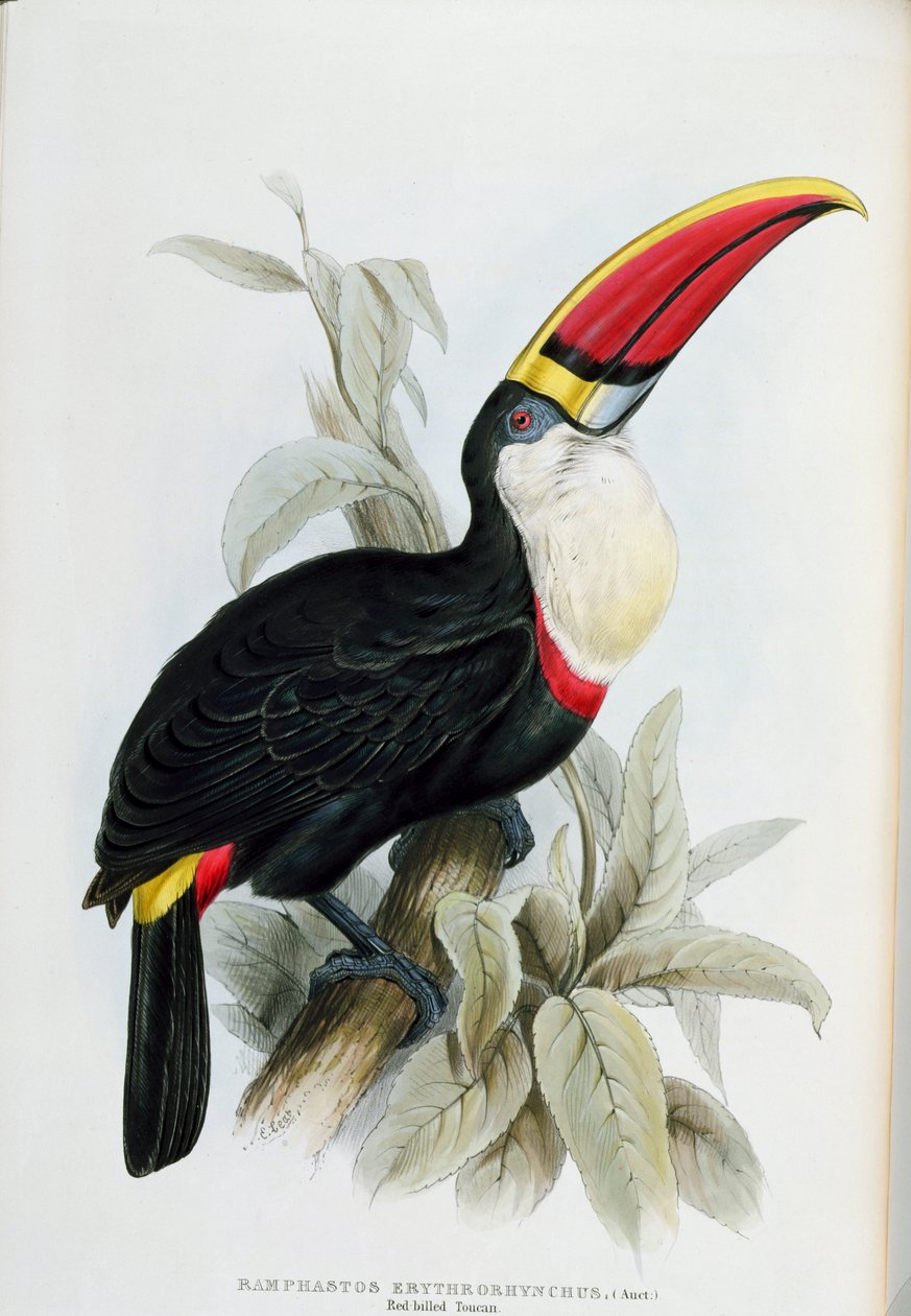 Tukan červenozobý, z „Monograph of the Ramphastidae, or Family of Tucans“, od Johna Goulda (1804-81), publikovaná 1833-35 od Edward Lear