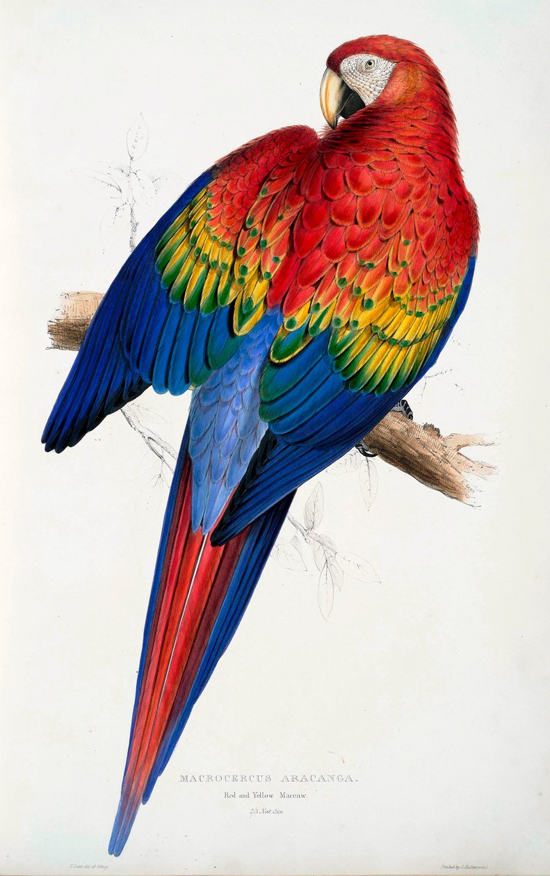 Ara červený a žlutý Macrocercus aracanga, hospoda. 1832. od Edward Lear