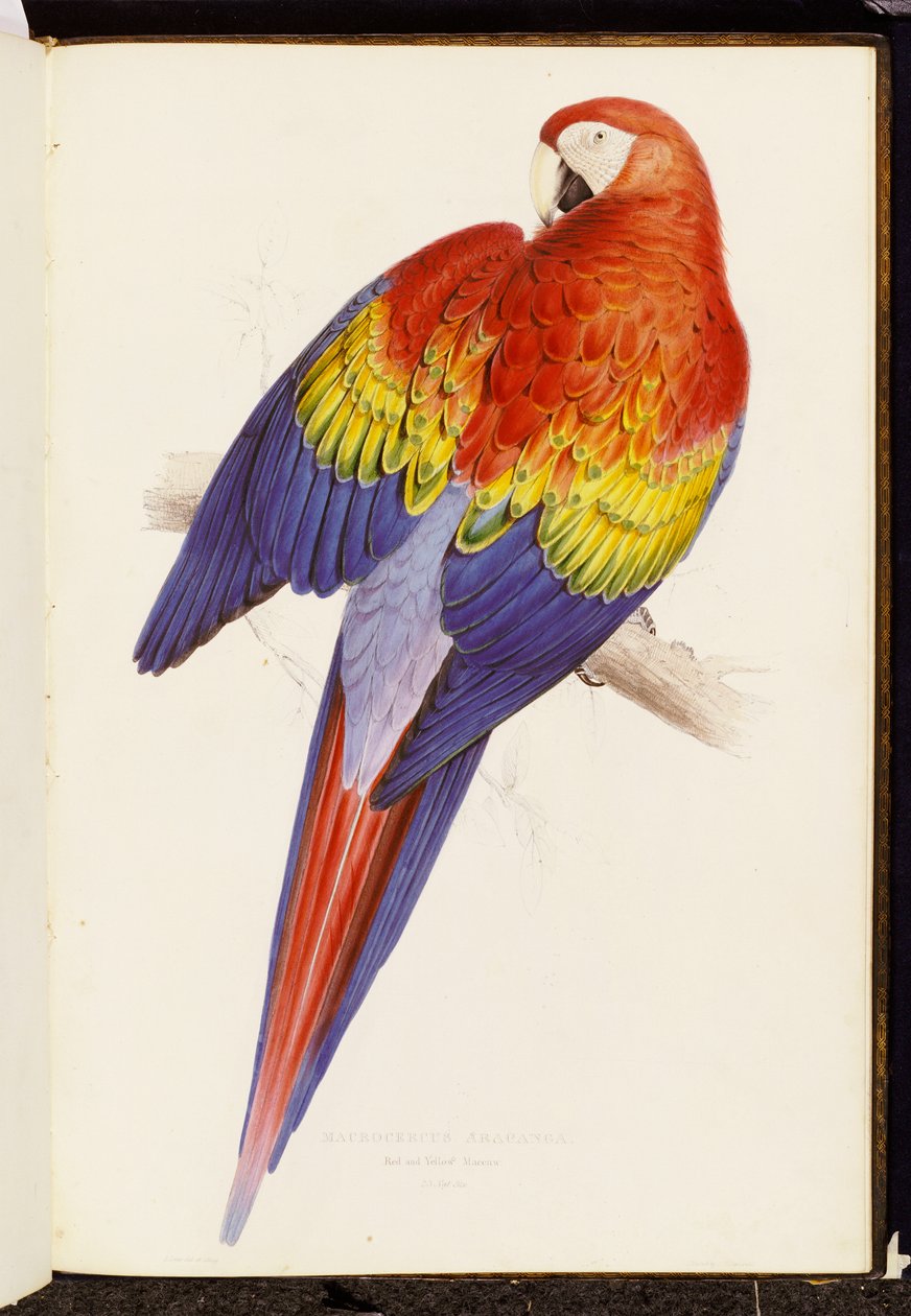 Červený a žlutý papoušek od Edward Lear