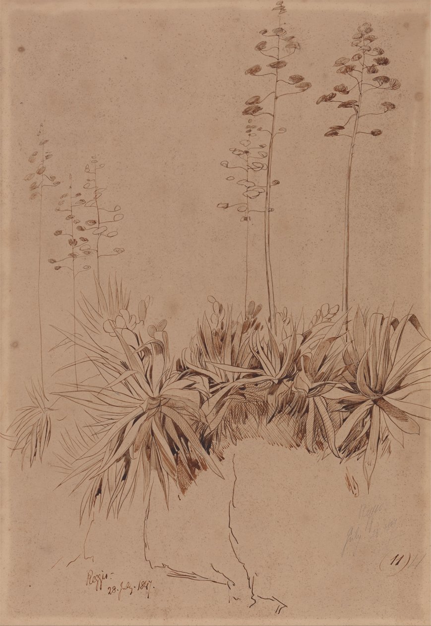 Reggio od Edward Lear