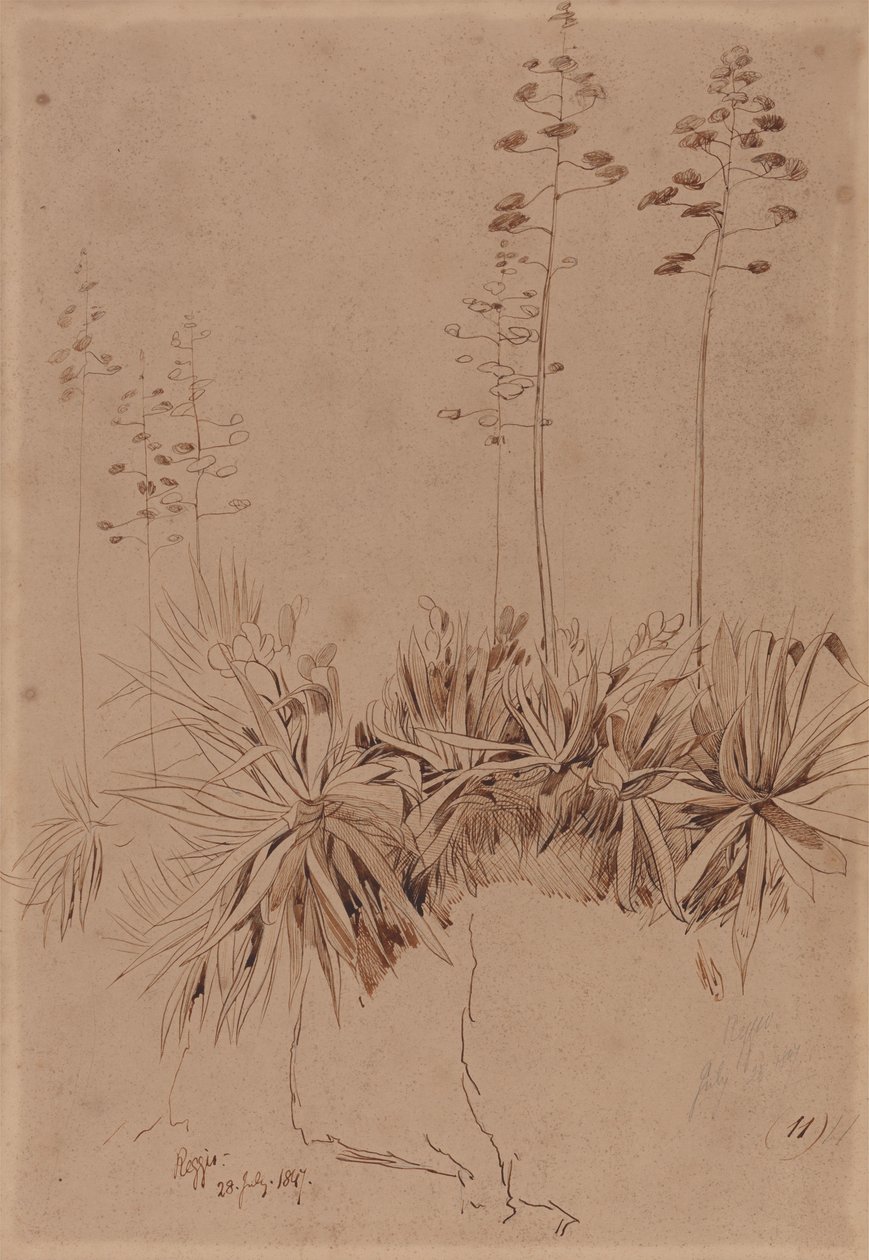 Reggio od Edward Lear