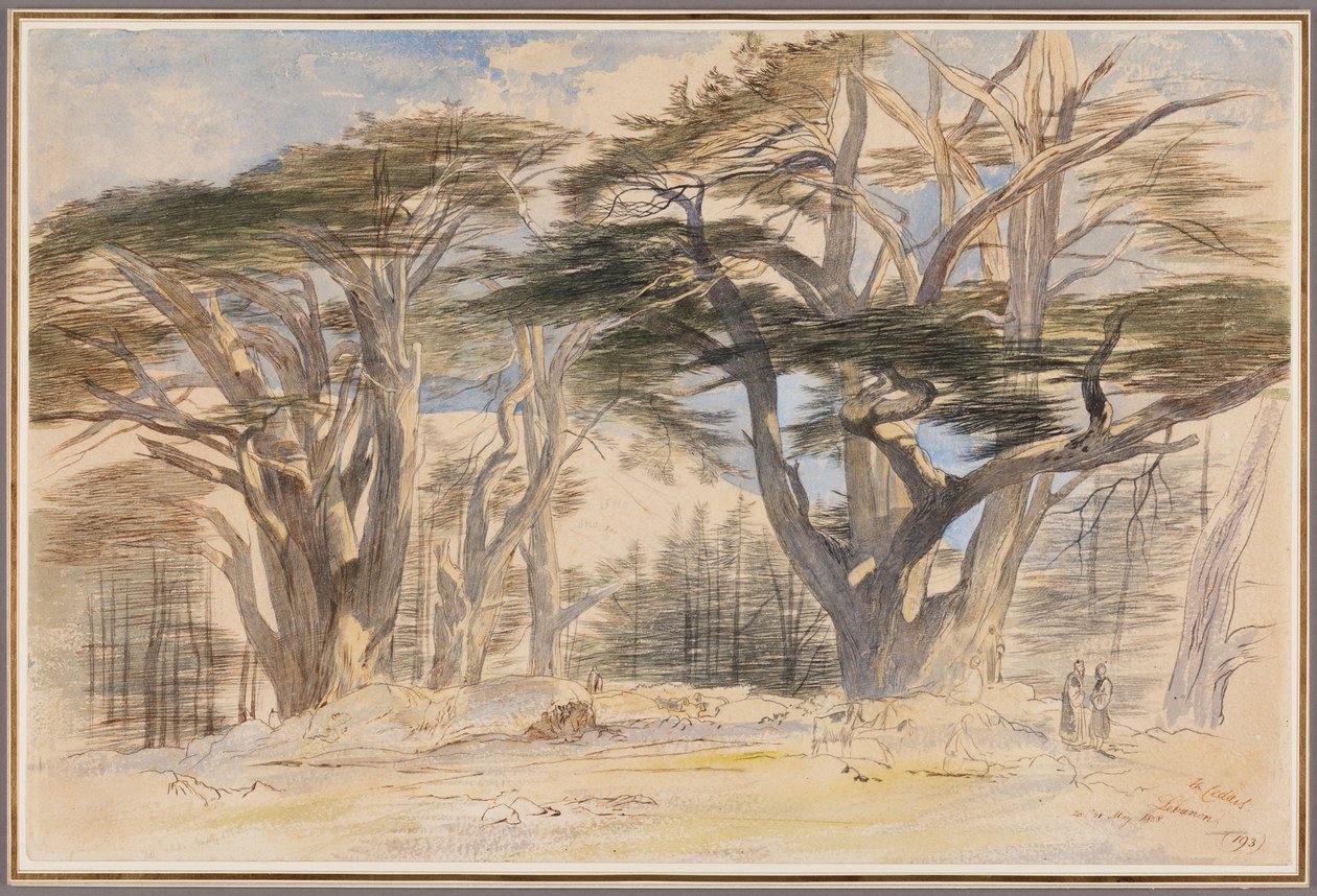 Cedry z Libanonu od Edward Lear
