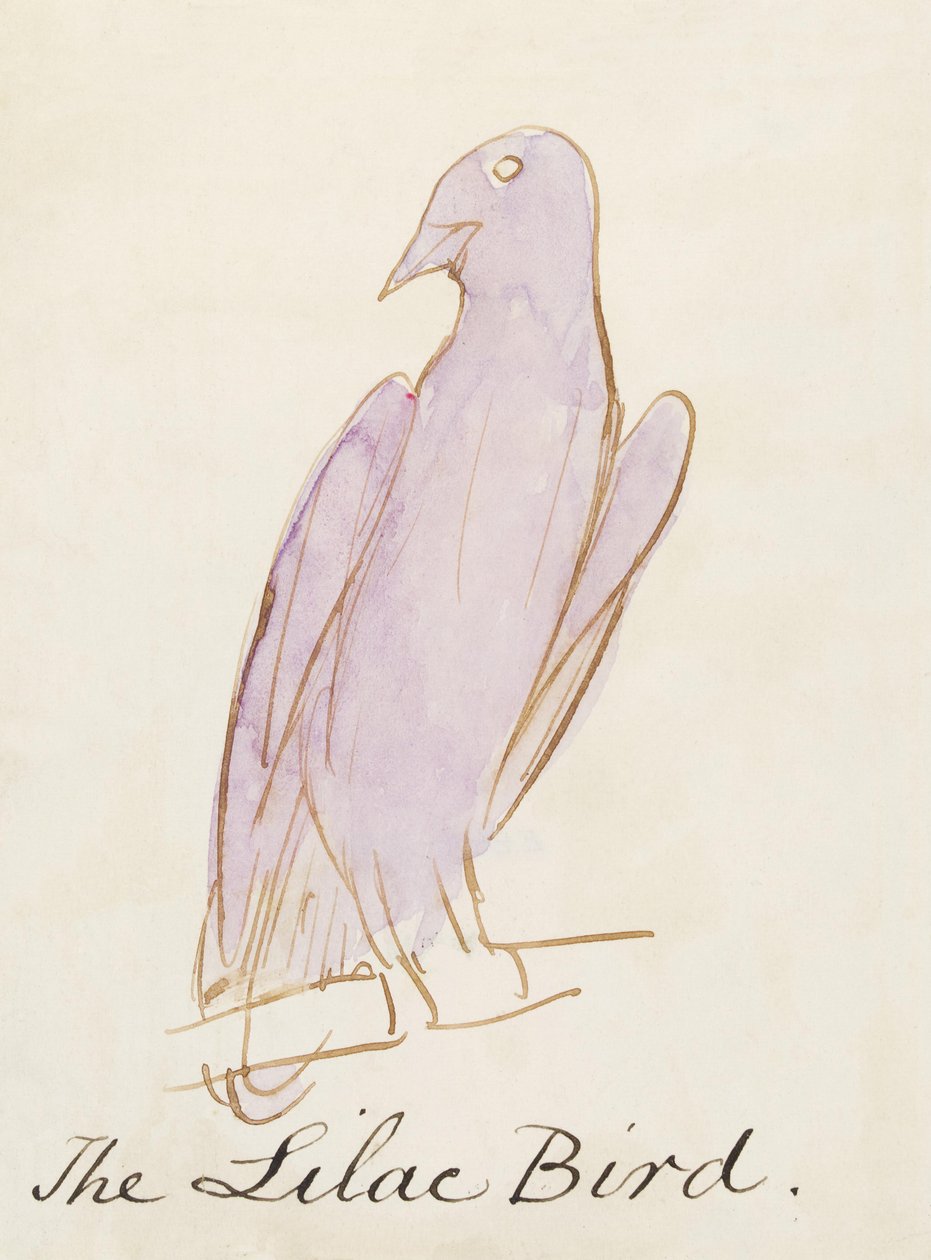 Pták šeřík, z šestnácti kreseb komiksových ptáků (perem a tuší na papíře) od Edward Lear