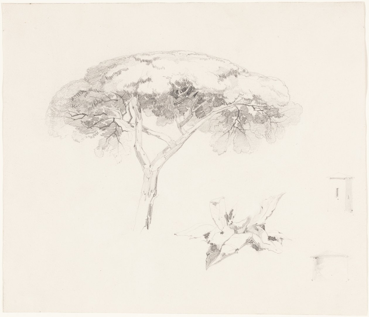 Borovice deštníková a další studie od Edward Lear
