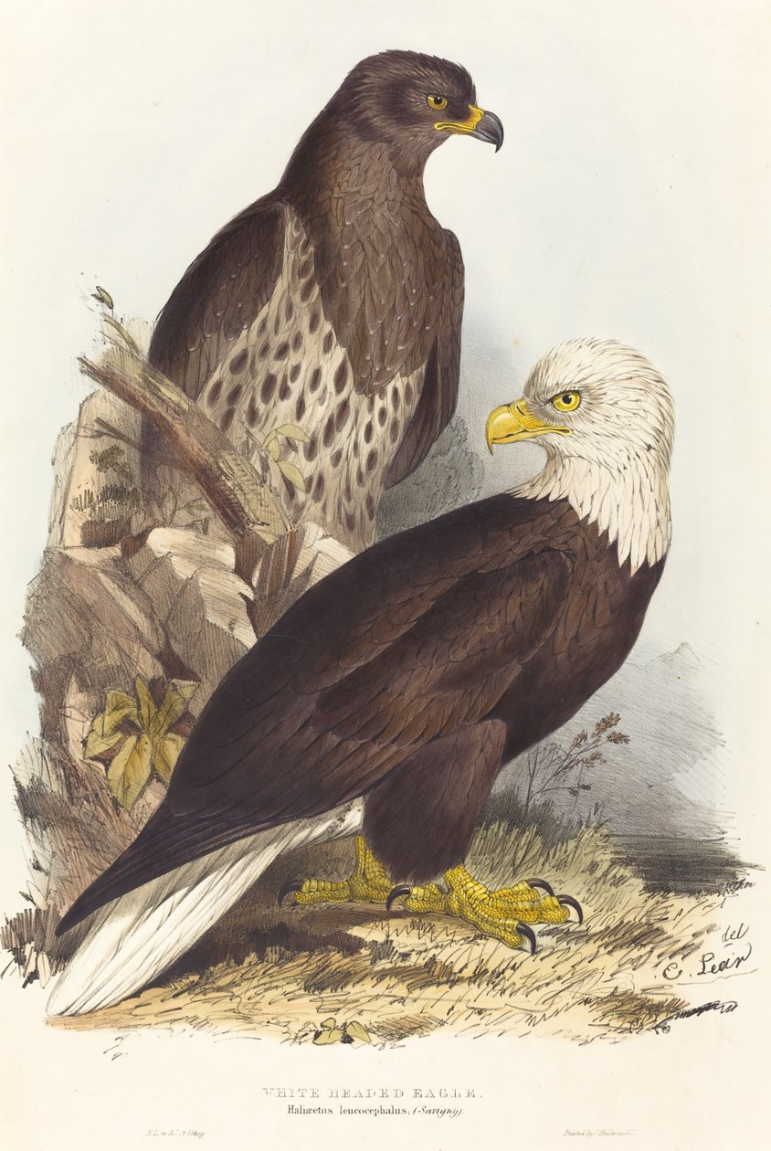 Orel bělohlavý (Haliaetus leucocephalus) od Edward Lear