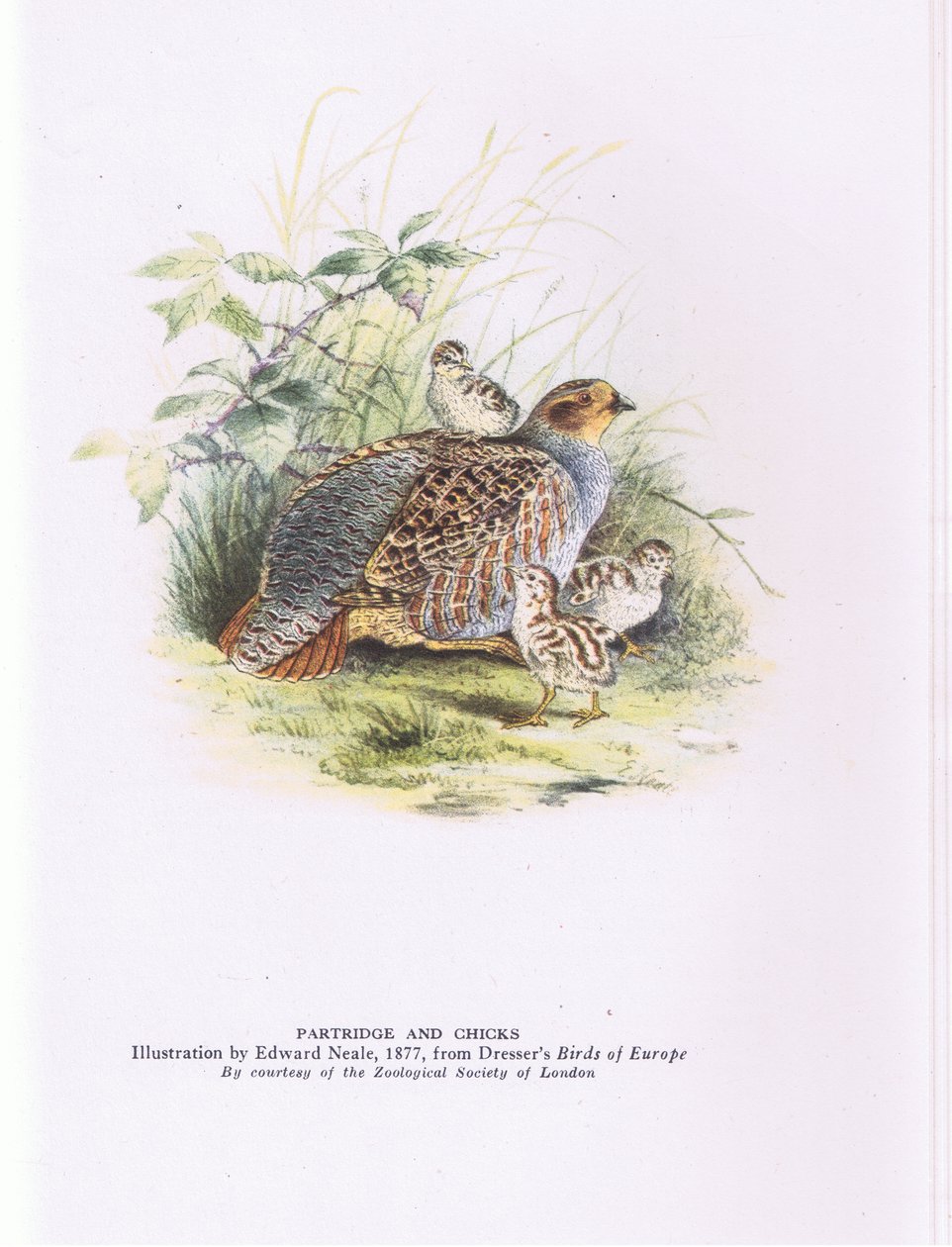 Partridge and chicks, Nature in Britain vydané nakladatelstvím Collins od Edward Neale