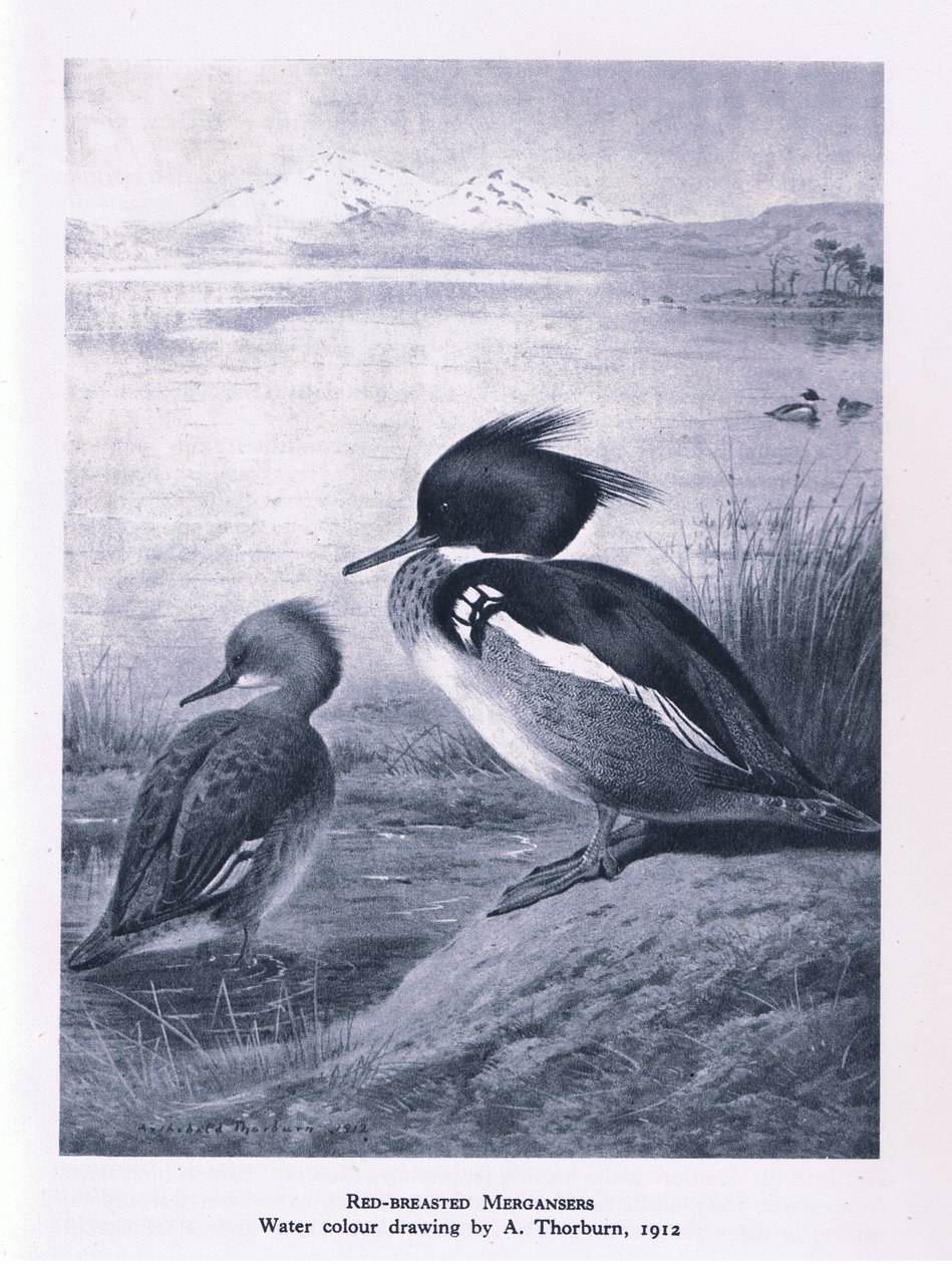 Red Breasted Merganser, Nature in Britain vydal Collins, 1946 od Edward Neale