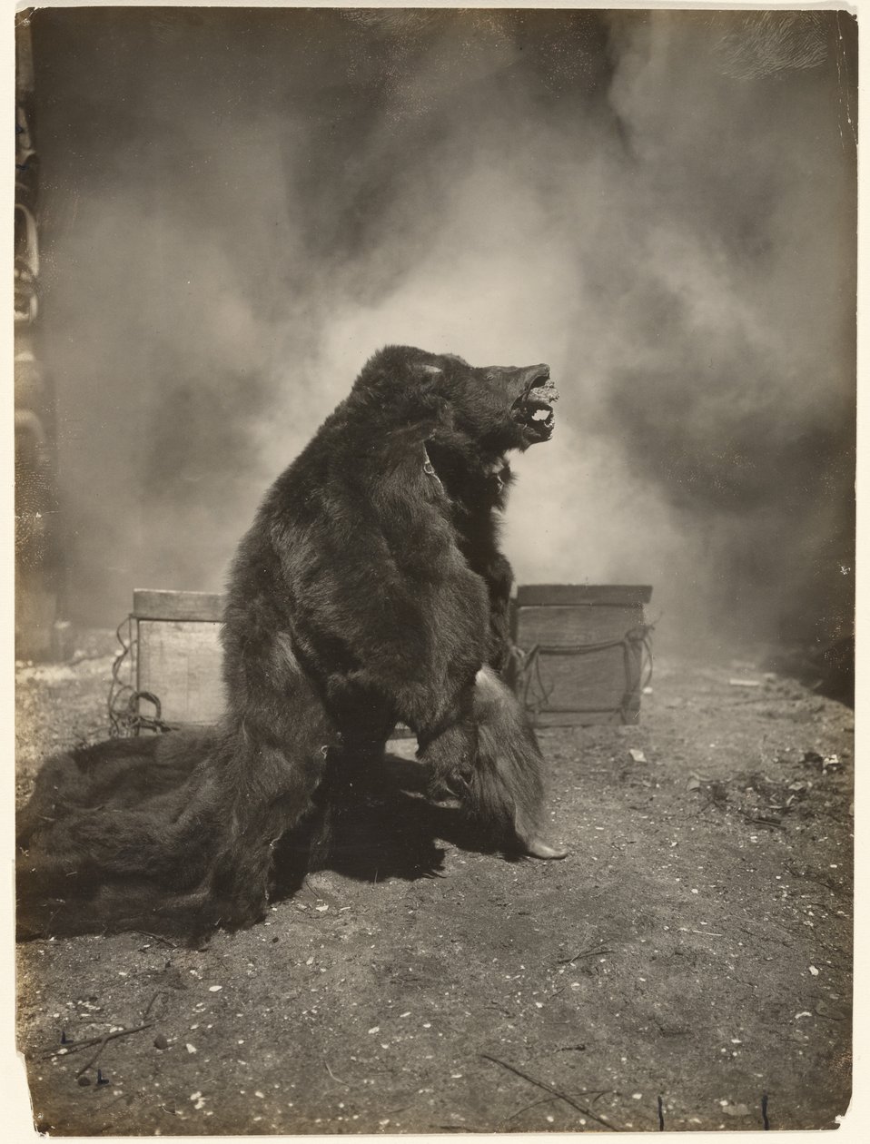 Nechte mazaného černého medvěda tančit jeho tanec od Edward S. Curtis