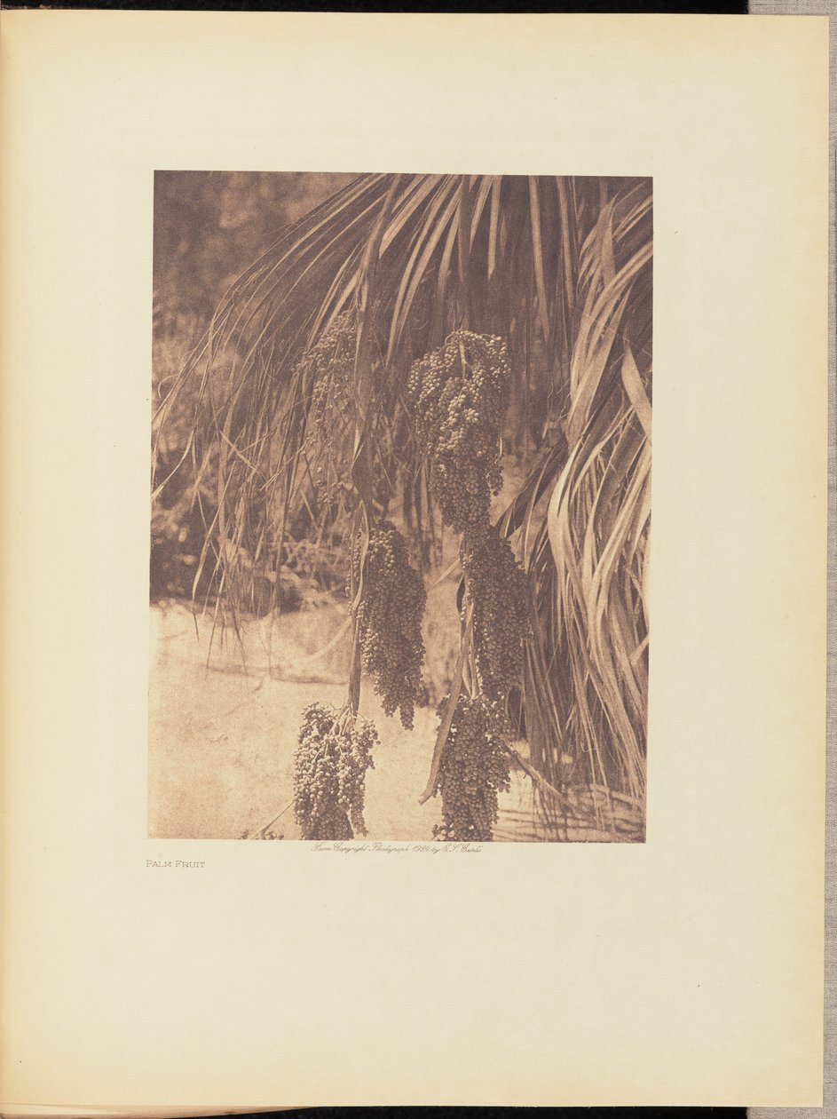 Ovoce z palem od Edward S. Curtis