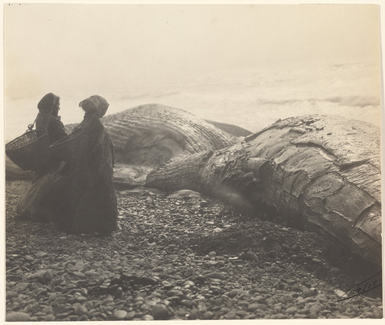 [Částečně zmasakrovaná velryba - Makah] [Zajatá velryba] od Edward S. Curtis