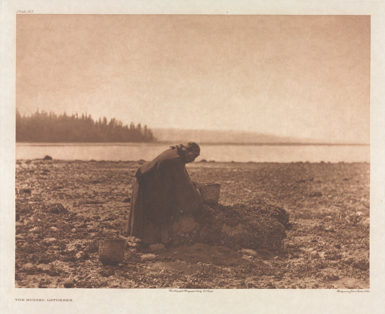 Portfolio IX, deska 313: Sběratel mušlí od Edward S. Curtis