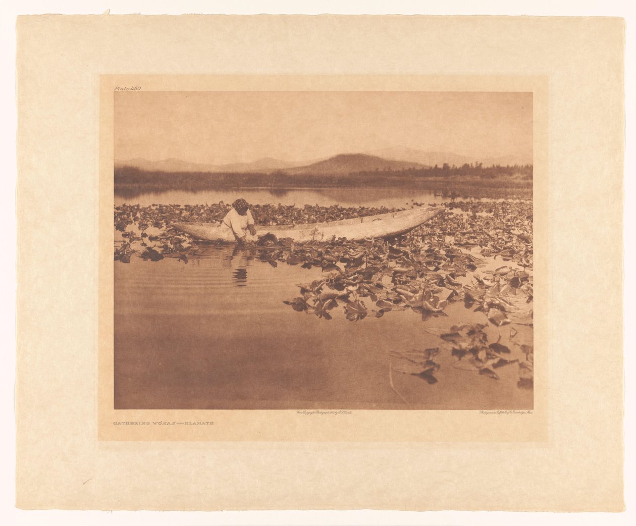 Sběr wokas – Klamath od Edward Sheriff Curtis