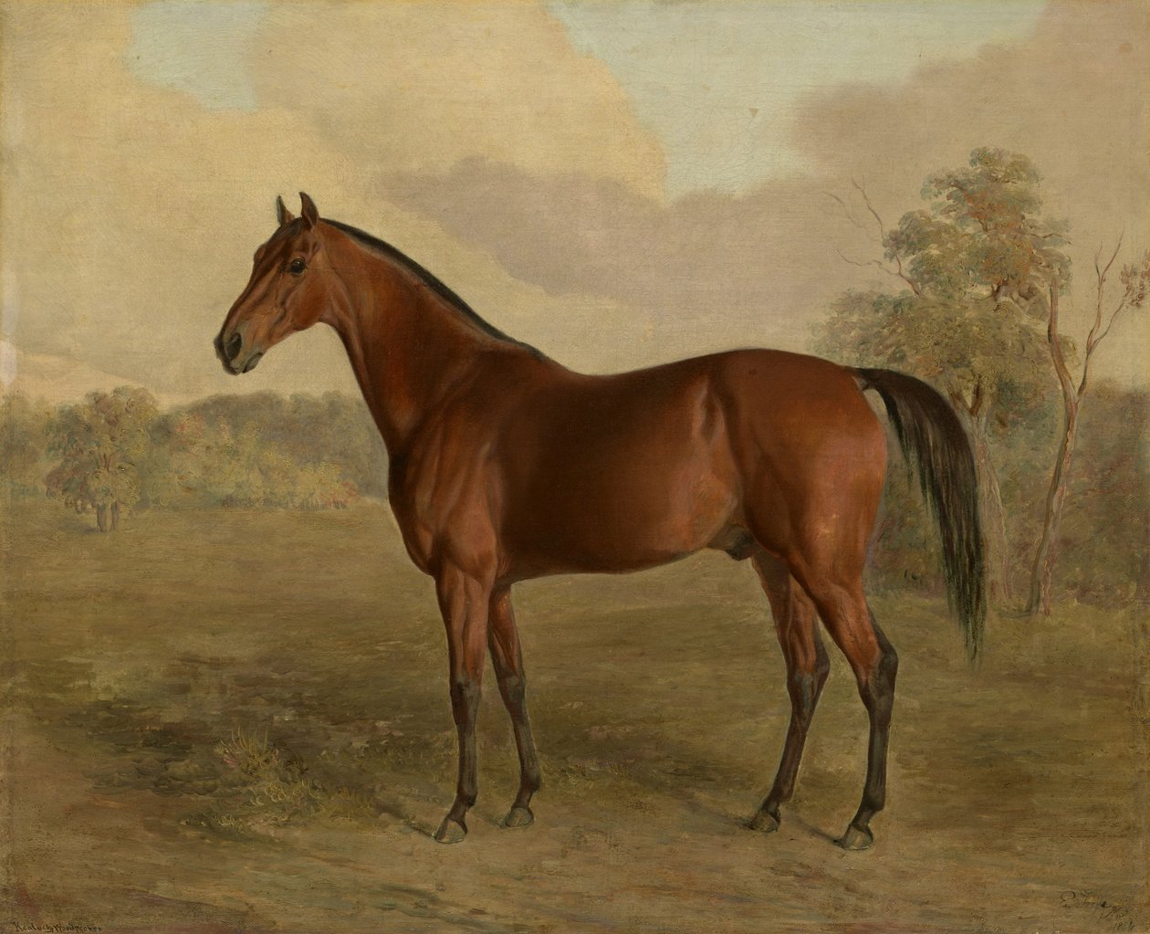 Kentucky datel, 1834 od Edward Troye