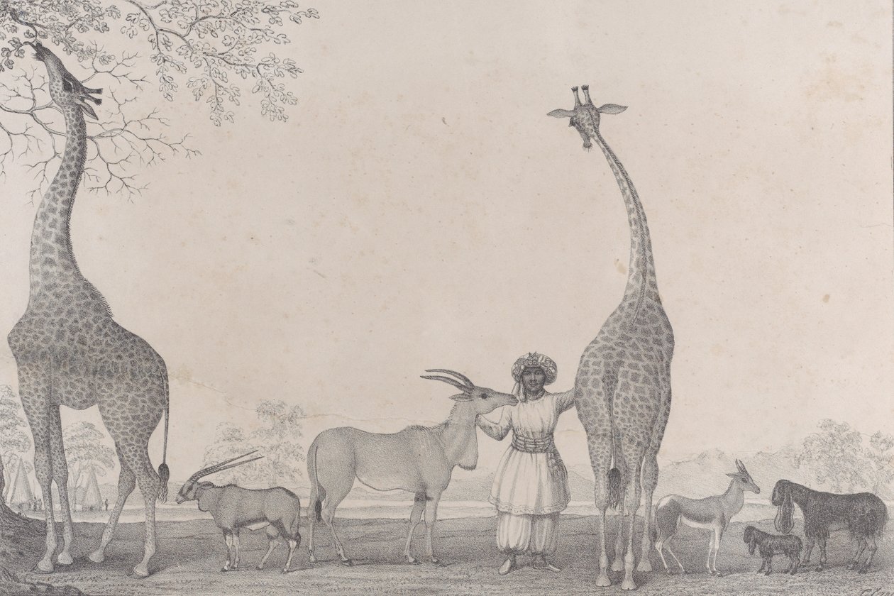 Majestátní a půvabné žirafy neboli Cameleopardi s některými vzácnými zvířaty gazely..., 1838. od Edward Williams Clay