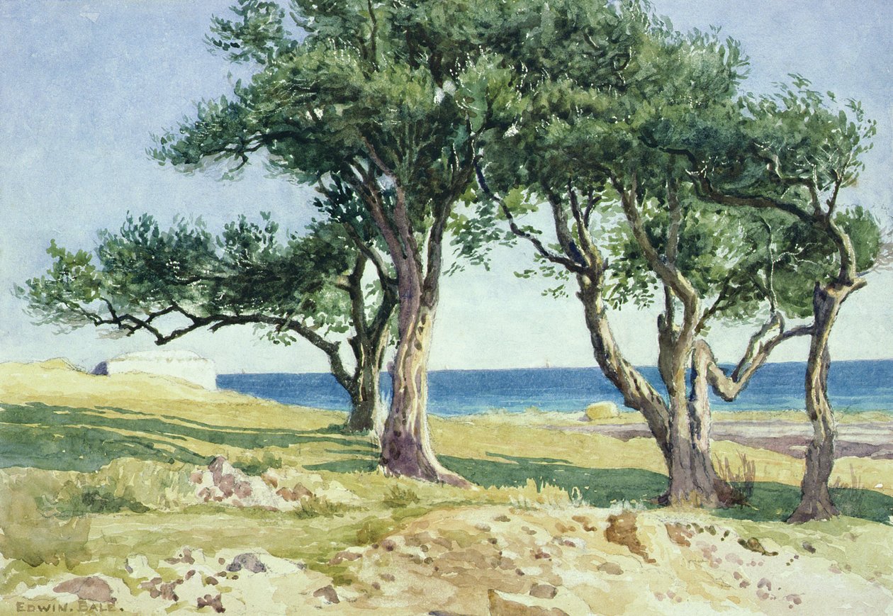 Staré olivovníky, Bordighera od Edwin Bale