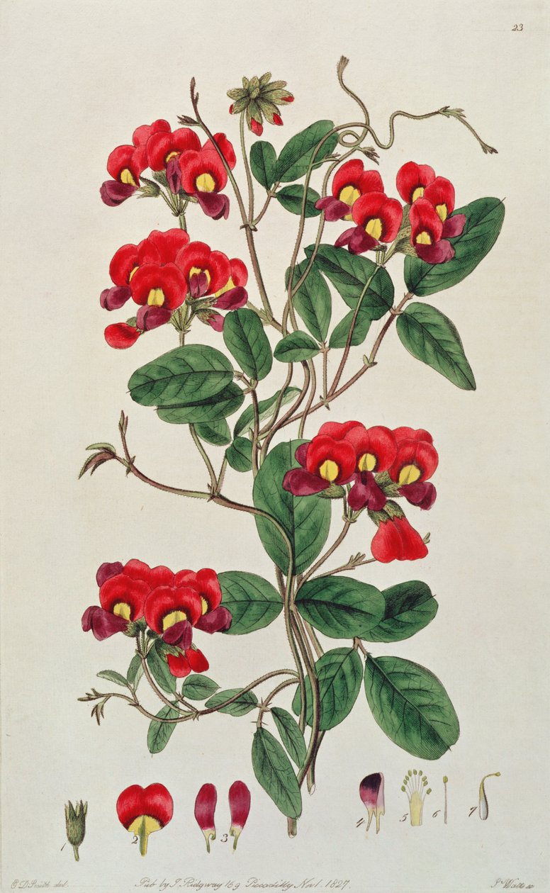 Sweet Pea: Ridgewaye, 1827. od Edwin Dalton Smith